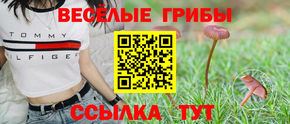 Псилоцибиновые грибы Psilocybine cubensis Асино